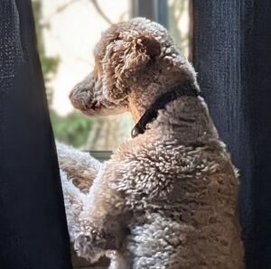 Meet your Posher, Allison